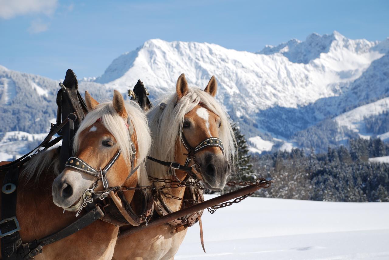 Haus Aigner Daire Fischen im Allgaeu Dış mekan fotoğraf